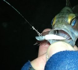 ナイトメバリング