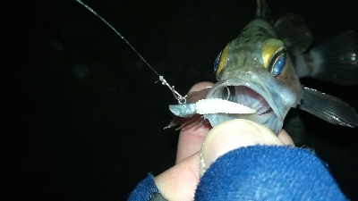 ナイトメバリング