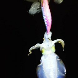 苦手なナイトエキングで