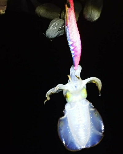 苦手なナイトエキングで