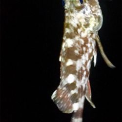 ライトワインドでアコウ