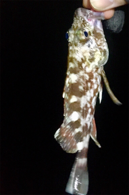 ライトワインドでアコウ