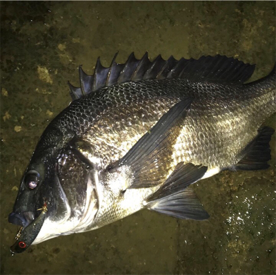 シーズン終盤シーバス！