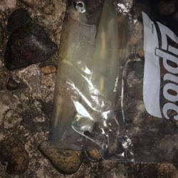 アオリイカ狙い