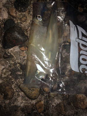 アオリイカ狙い