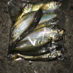 久々のアジング