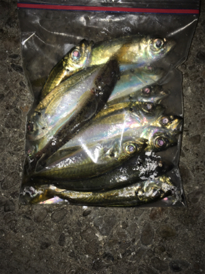 久々のアジング