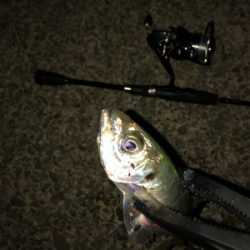 ナイトアジング