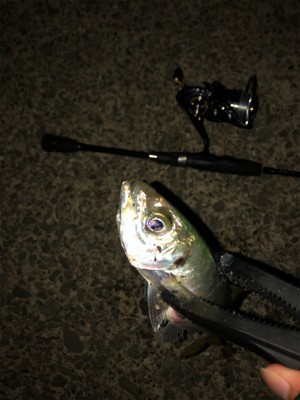 ナイトアジング