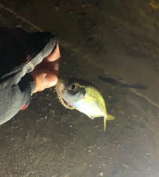 アジング！メバリング！