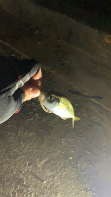 アジング！メバリング！