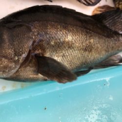 日中メバリング