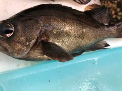 日中メバリング