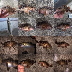 沖堤は今パラダイスかも⁉️