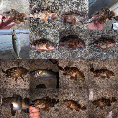 沖堤は今パラダイスかも⁉️