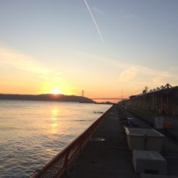 お正月用真鯛キープ