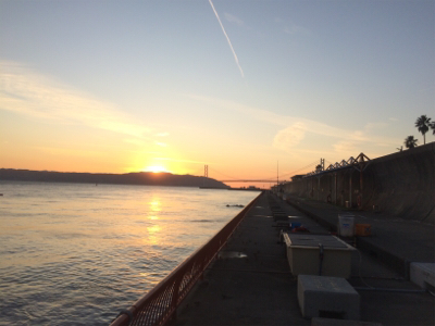 お正月用真鯛キープ