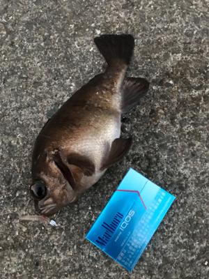 アジング最高！