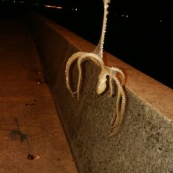 ライトエギング