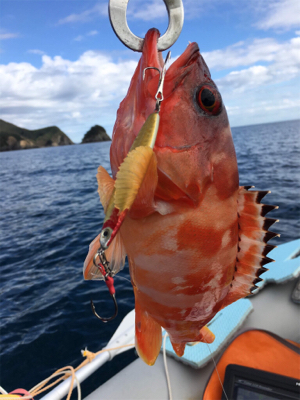 マイボートで根魚狙い。