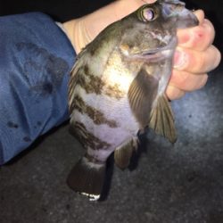 アジング・メバリング