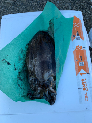 尾鷲のレンタルボート屋『フィッシングオザキ』さん