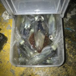 久しぶりにヒイカ釣れたσ(^_^;)