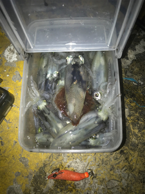 久しぶりにヒイカ釣れたσ(^_^;)