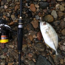 ガシラ好調、メバル不調(珍客有り)