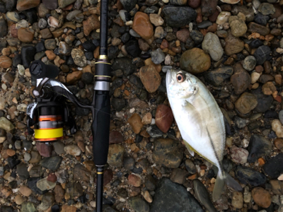 ガシラ好調、メバル不調(珍客有り)