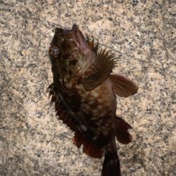 いろいろ釣れました(^^)