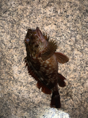 いろいろ釣れました(^^)