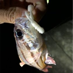 ワームでガシラ釣り！