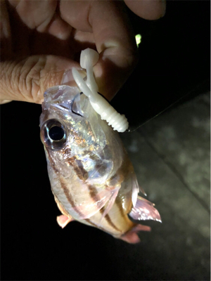 ワームでガシラ釣り！