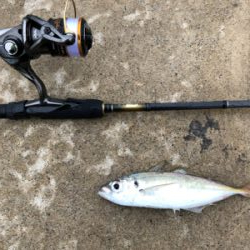 雨でしたが、アジング