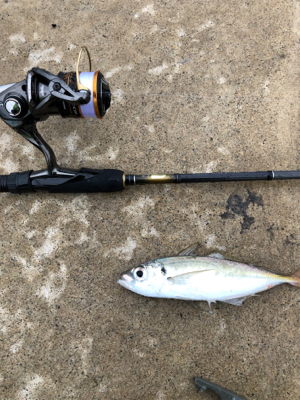 雨でしたが、アジング