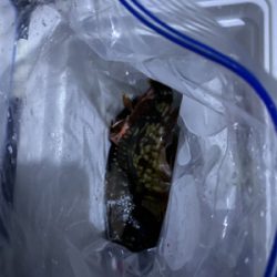 まさかのルアーでグレ