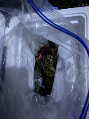 まさかのルアーでグレ