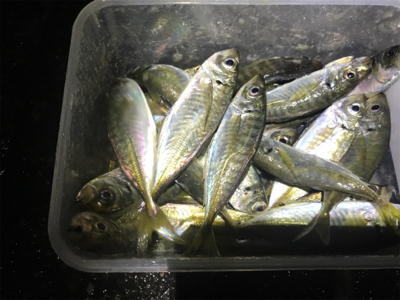 アジは居るのにタチウオ居ない？