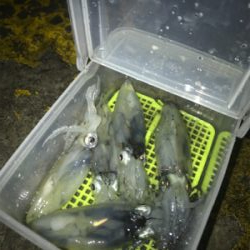 雨の中渋いヒイカ釣り(><)