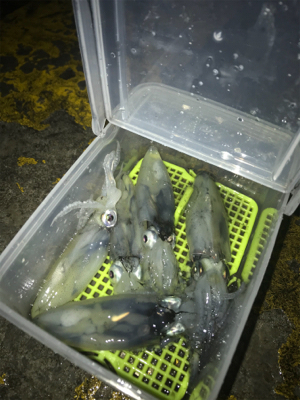 雨の中渋いヒイカ釣り(><)