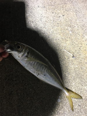 初サワラ＆アジング