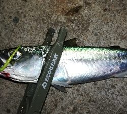 ナイトアジング