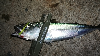 ナイトアジング