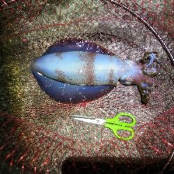 アオリイカ好調