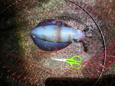 アオリイカ好調