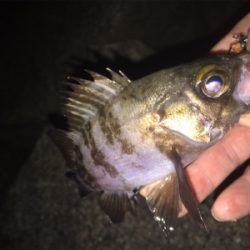 良型アジとチビメバル