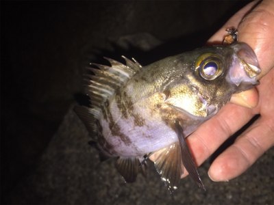 良型アジとチビメバル