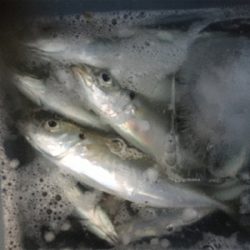 大漁アジング