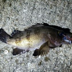 アコウが釣れた!